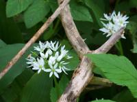 Blüten zwischen trockenen Ästen